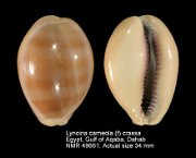 Lyncina carneola (f) crassa